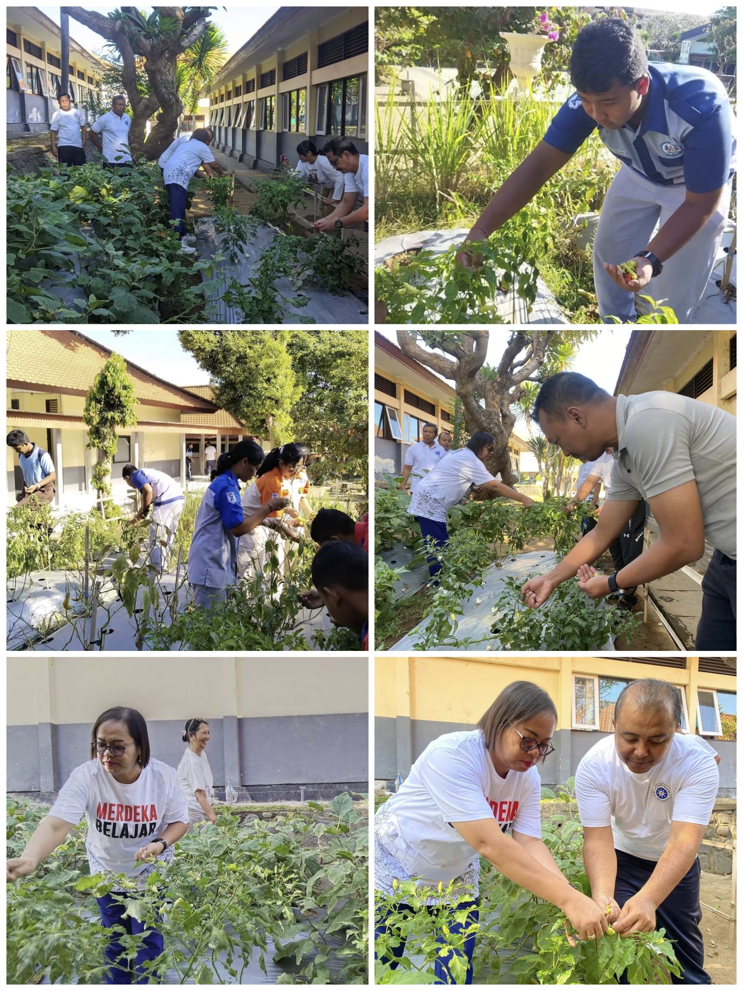 Panen Cabai Dan Terong Di Kebun Sekolah